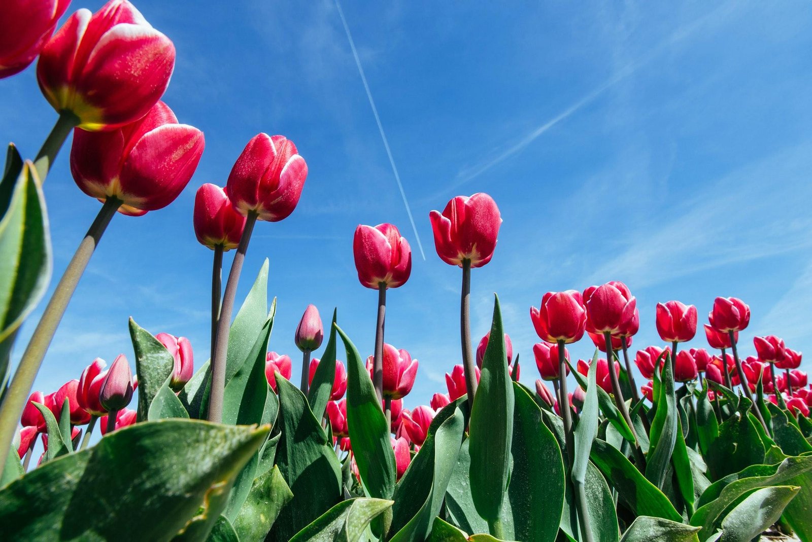 Beautiful tulips field in the Netherlands